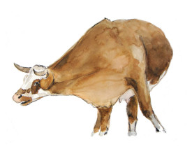 Koe, Ardèche . 2008 . 24x32